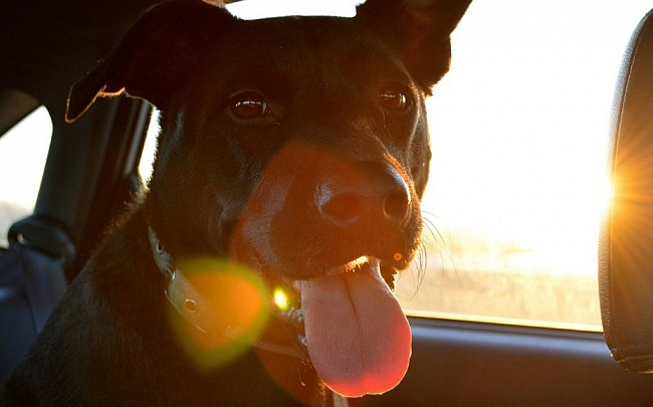 Não sabe como tirar foto ao cachorro? Siga estes truques