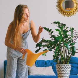 As plantas podem mesmo ajudar no Feng Shui da sua casa. Saiba como