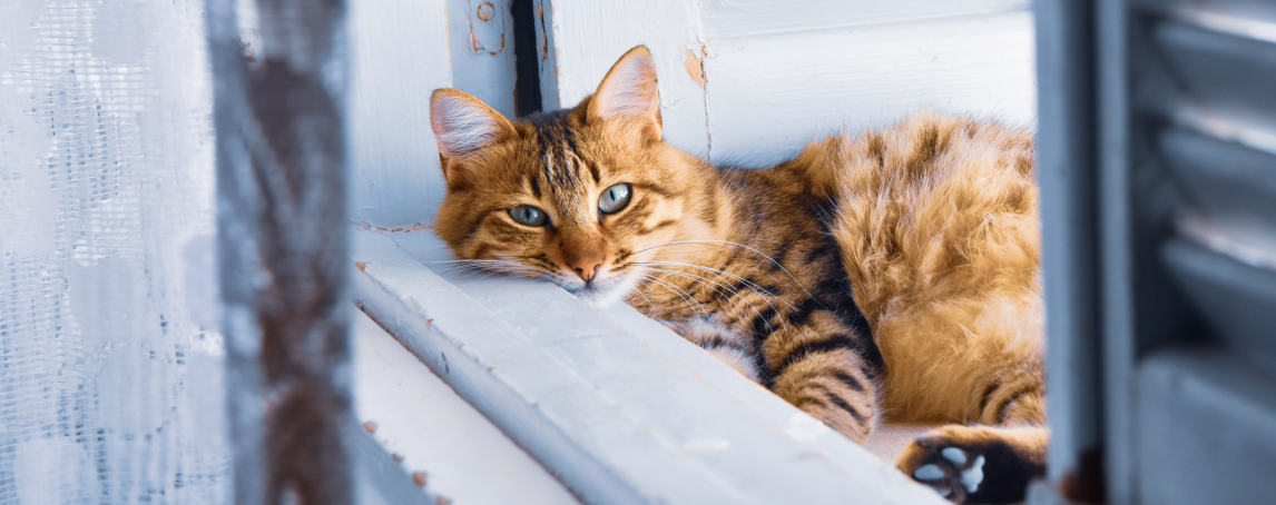 Não sabe onde deixar o seu amigo de quatro patas nas férias? Veja as nossas sugestões