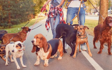 Um dog walker pode ser a solução para os seus problemas