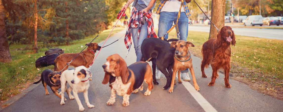 Um dog walker pode ser a solução para os seus problemas