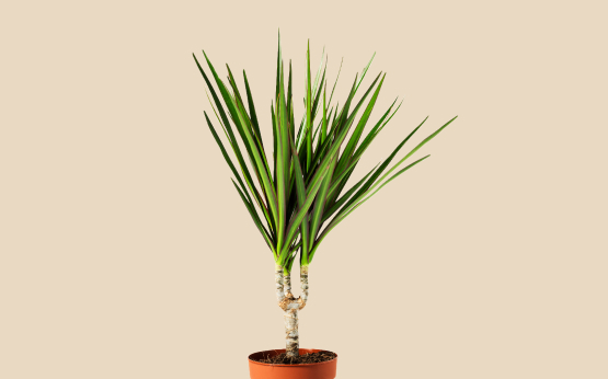 dracaena