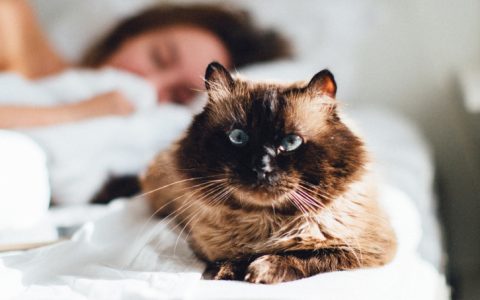 Costuma deixar o seu gato dormir consigo? Descubra alguns benefícios