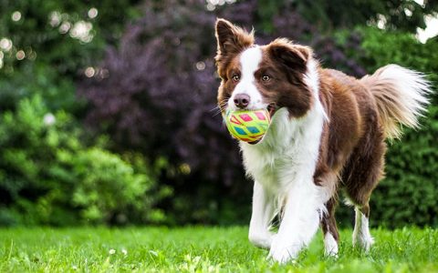 9 truques para a ajudar a educar o seu cão