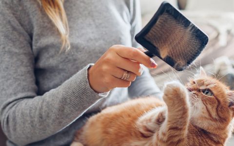 Dicas para lidar com a queda de pelo do seu gato