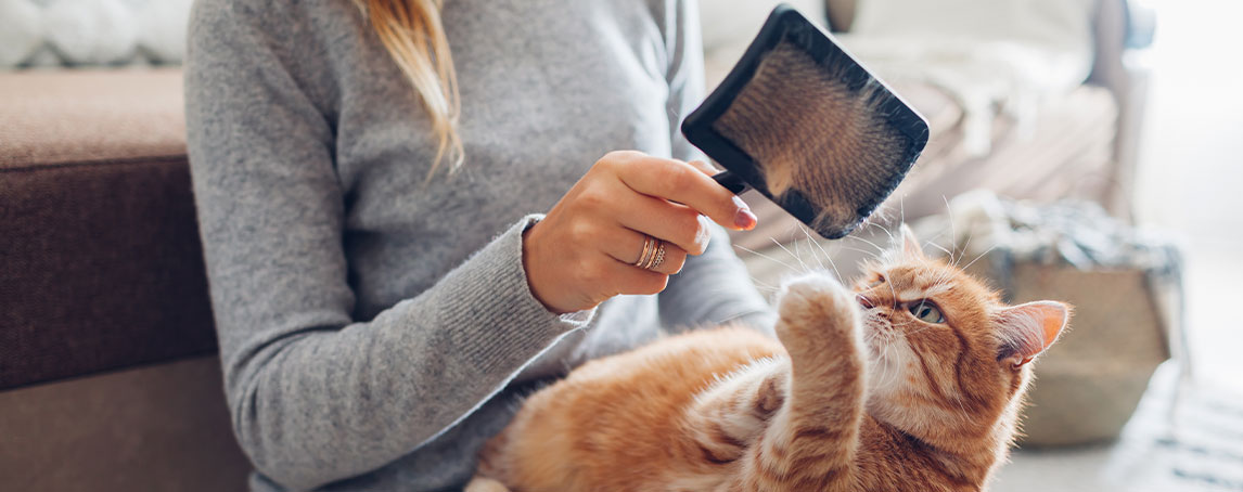 Dicas para lidar com a queda de pelo do seu gato