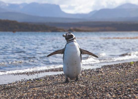 patagónia pinguim