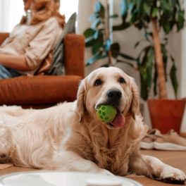 Os melhores cães para ter num apartamento (e os cuidados a ter)