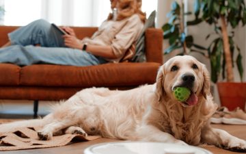 Os melhores cães para ter num apartamento (e os cuidados a ter)